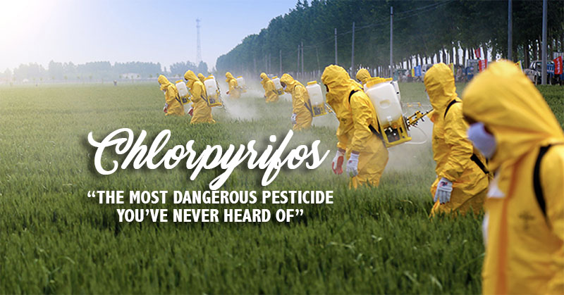 Chlorpyrifos Exposure Is Directly Linked With Lower Iq In Children